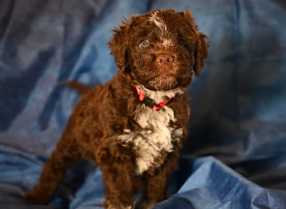 Lagotto Romagnolo puppy in show stack — Northwest Lagotto health guide