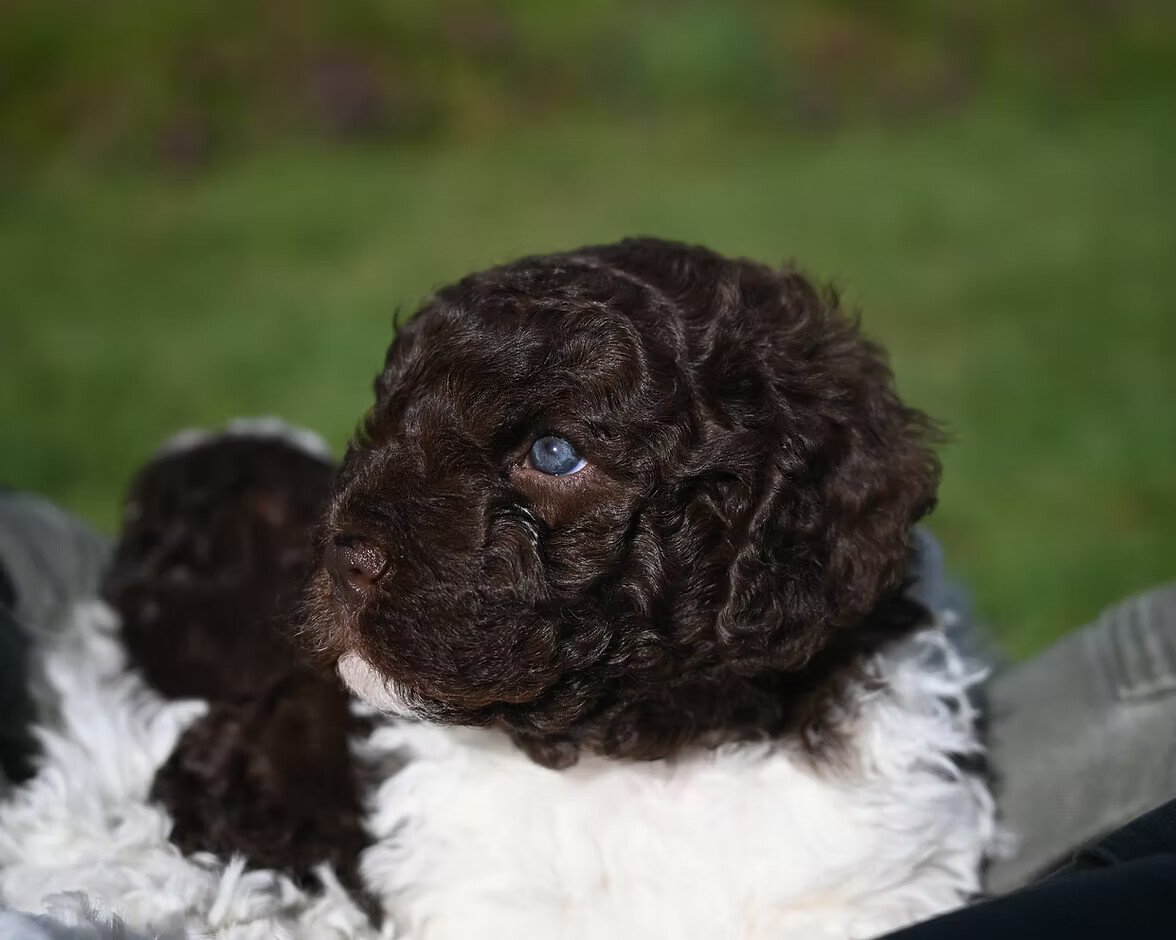 Young Lagotto Romagnolo puppy with blue eyes at Northwest Lagotto, Lynden Washington