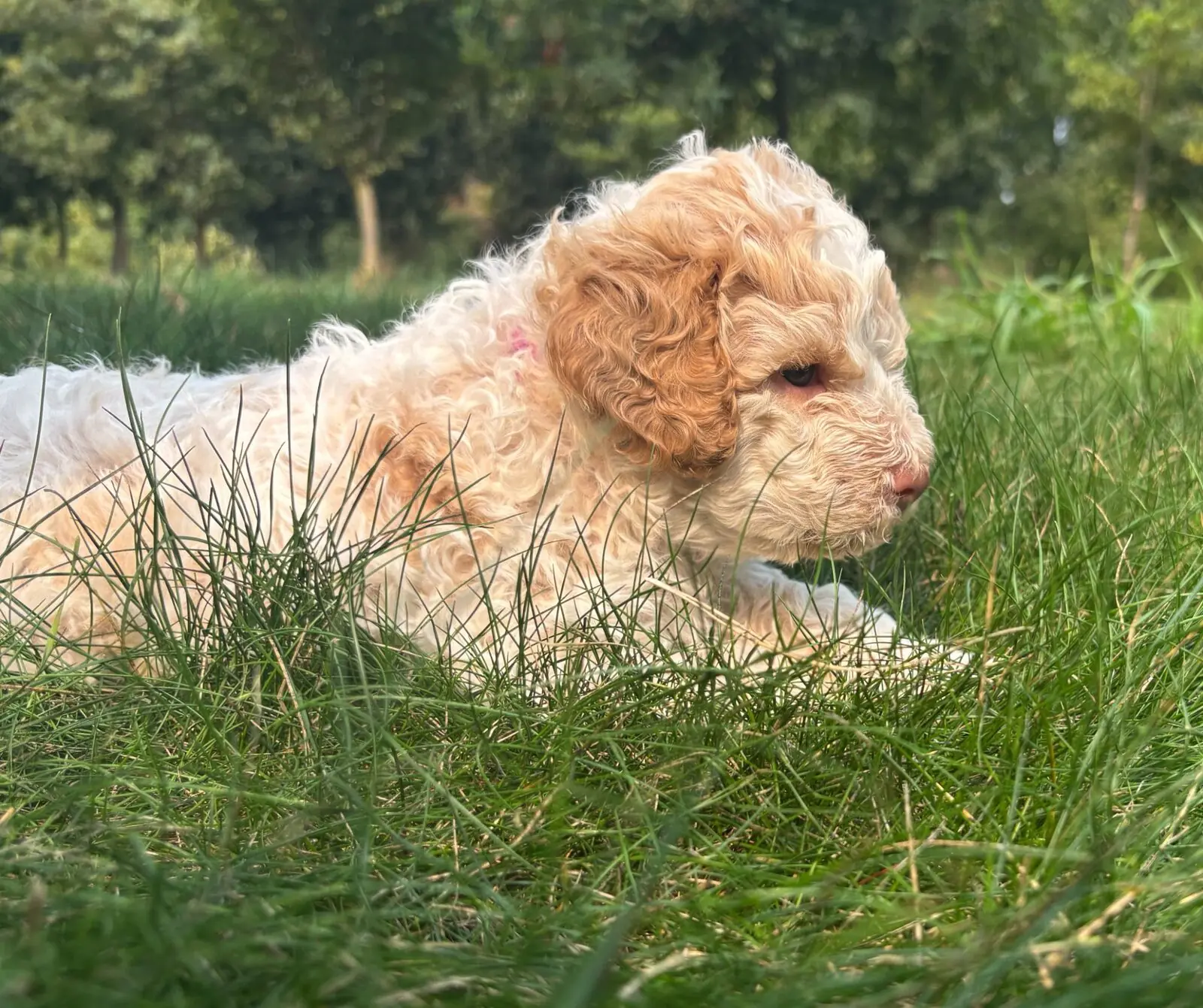 An orange Lagotto Romagnolo puppy from a Ginger × Mousse litter