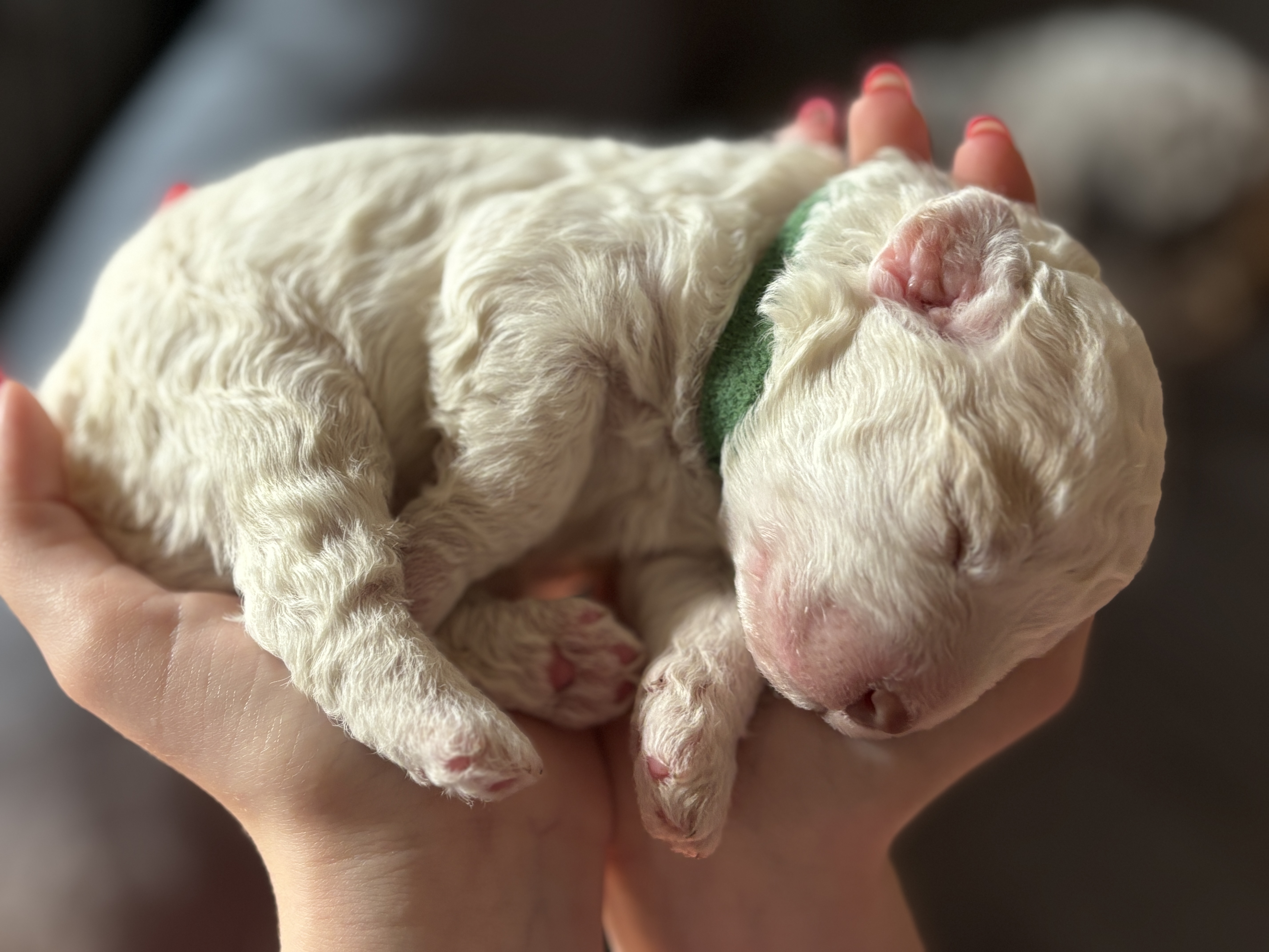 Lagotto Romagnolo puppy manding — sitting and looking up at the breeder on the grass