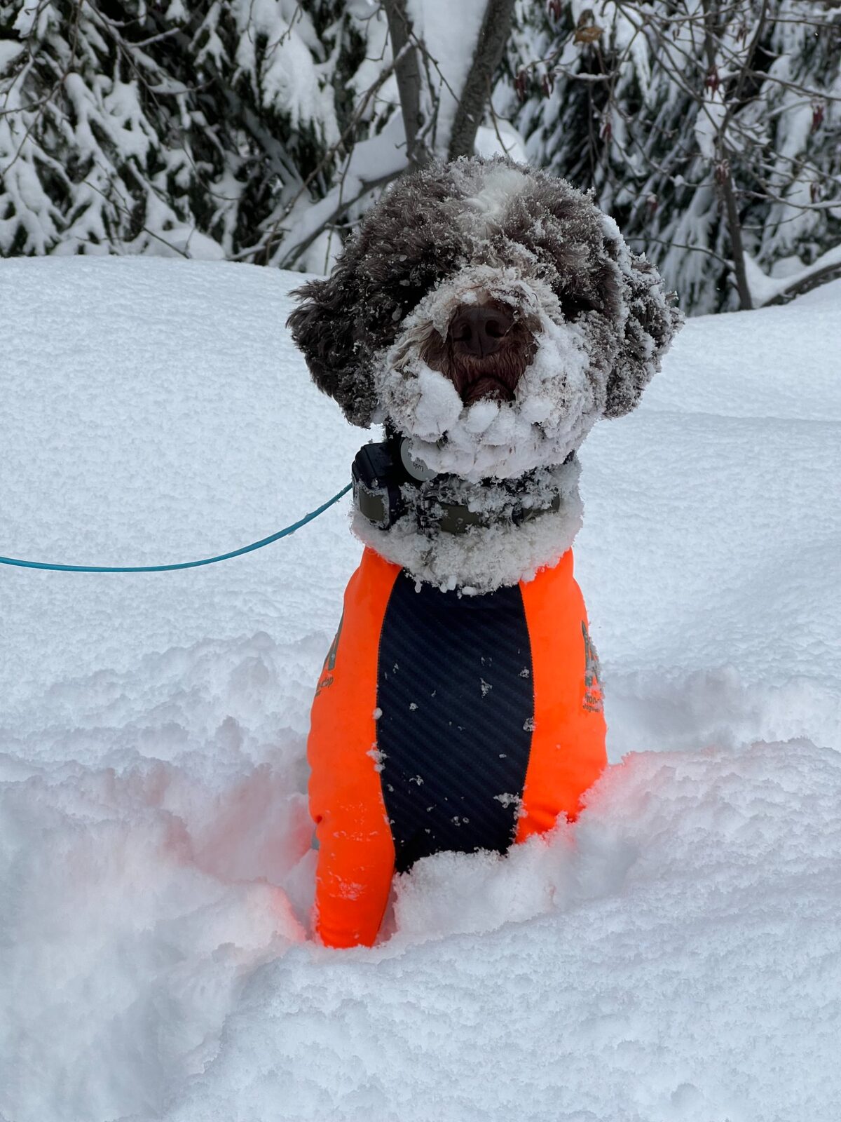 Lagotto Romagnolo in deep snow — the breed thrives in Pacific Northwest winters