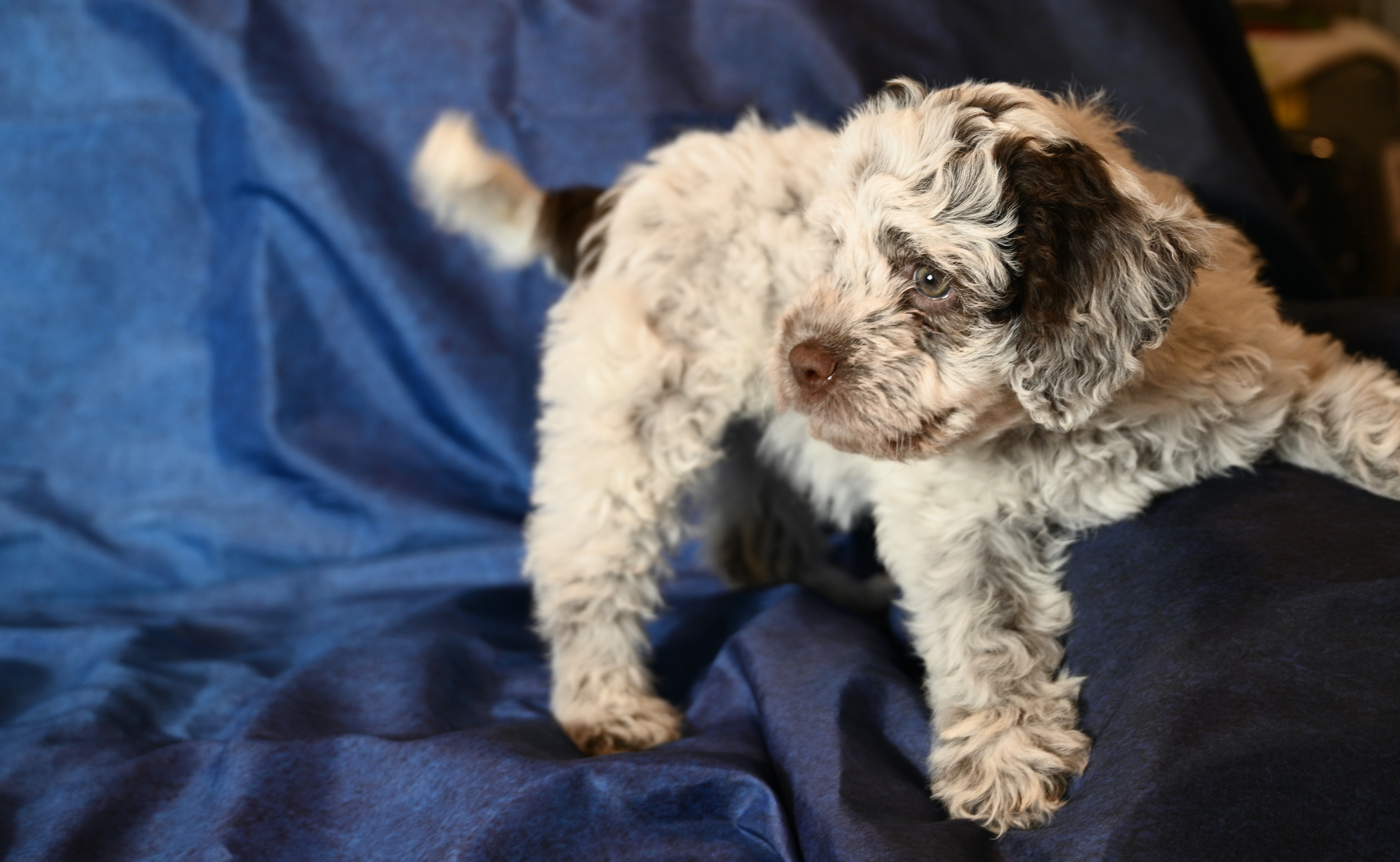 Newborn Lagotto Romagnolo puppies nursing with their mother during the neonatal period