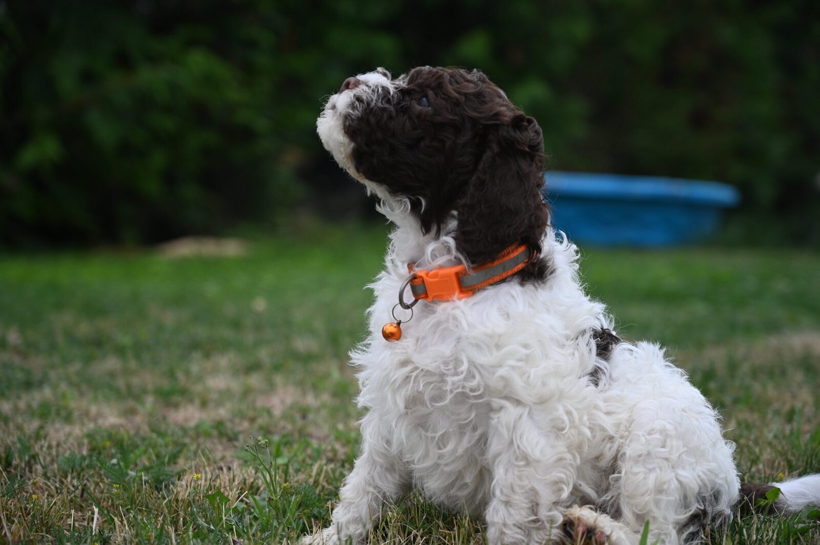 Lagotto Romagnolo puppy manding — sitting with eye contact, Northwest Lagotto