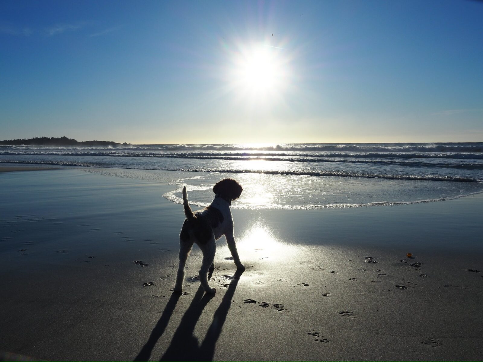 Lagotto Romagnolo on the Pacific Northwest coast at sunset