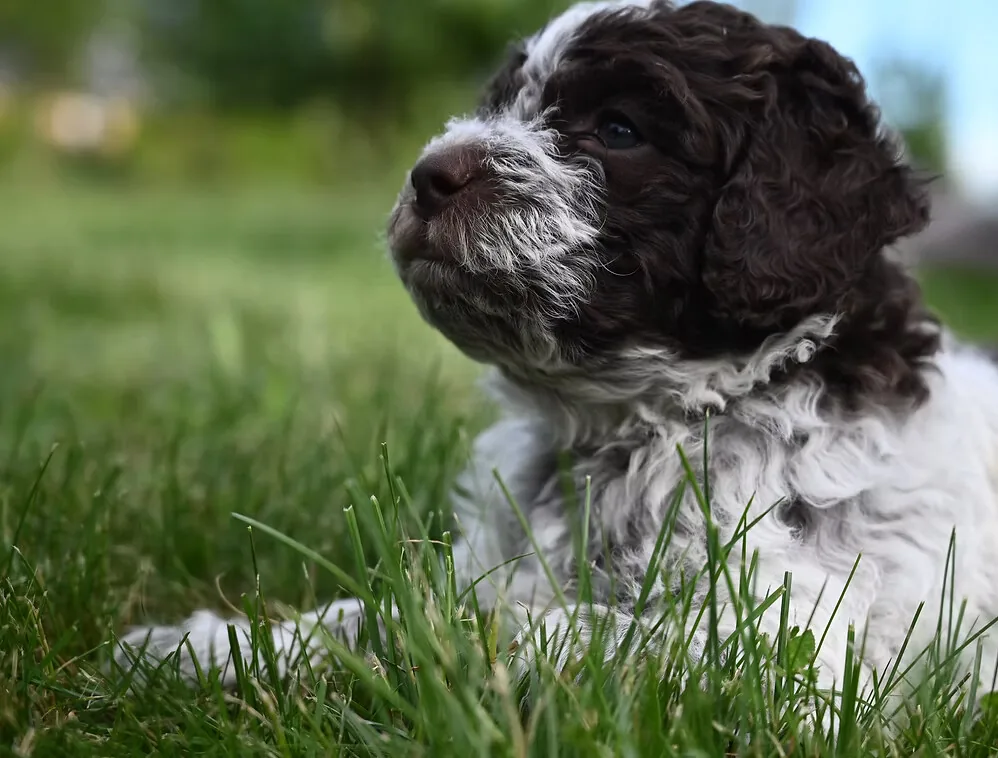 A young Lagotto Romagnolo puppy in the grass at Northwest Lagotto
