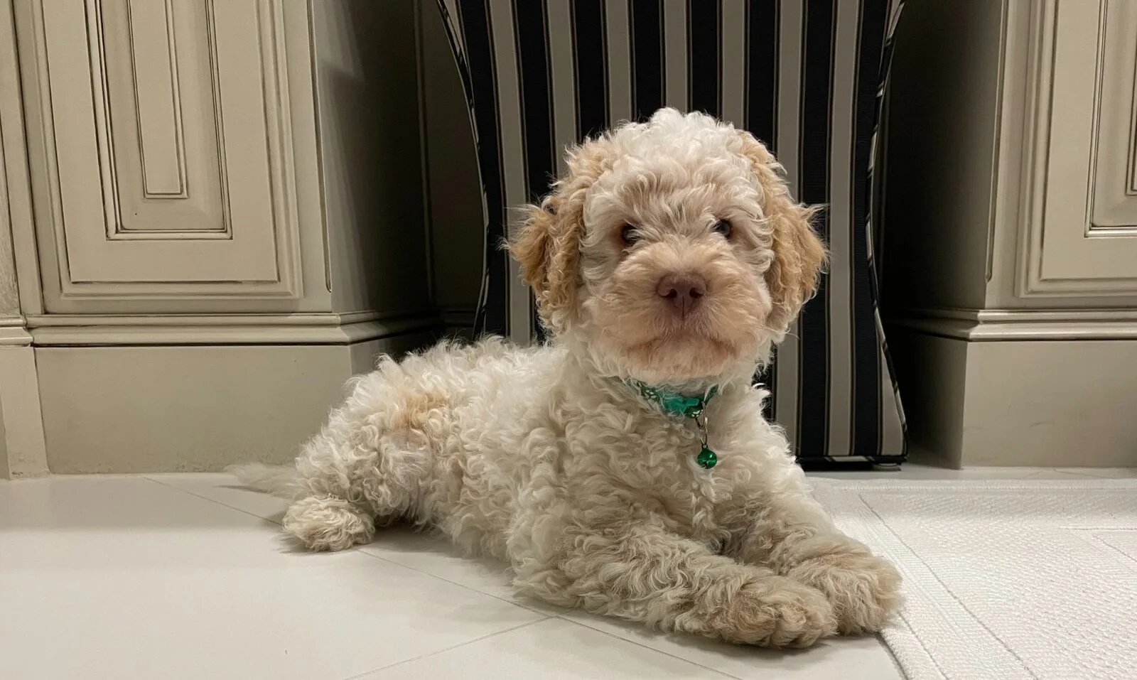 Lagotto Romagnolo puppy portrait — Northwest Lagotto
