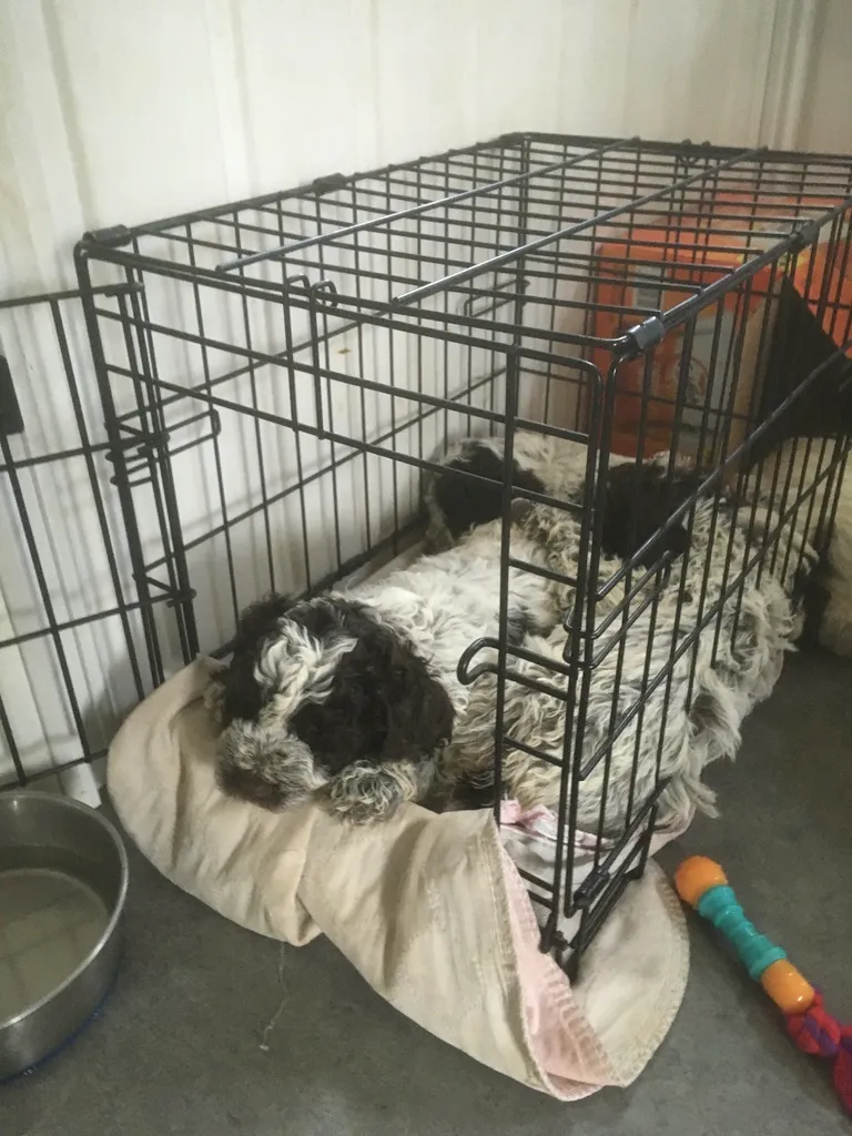 Lagotto Romagnolo puppy resting comfortably in an open crate during early desensitization