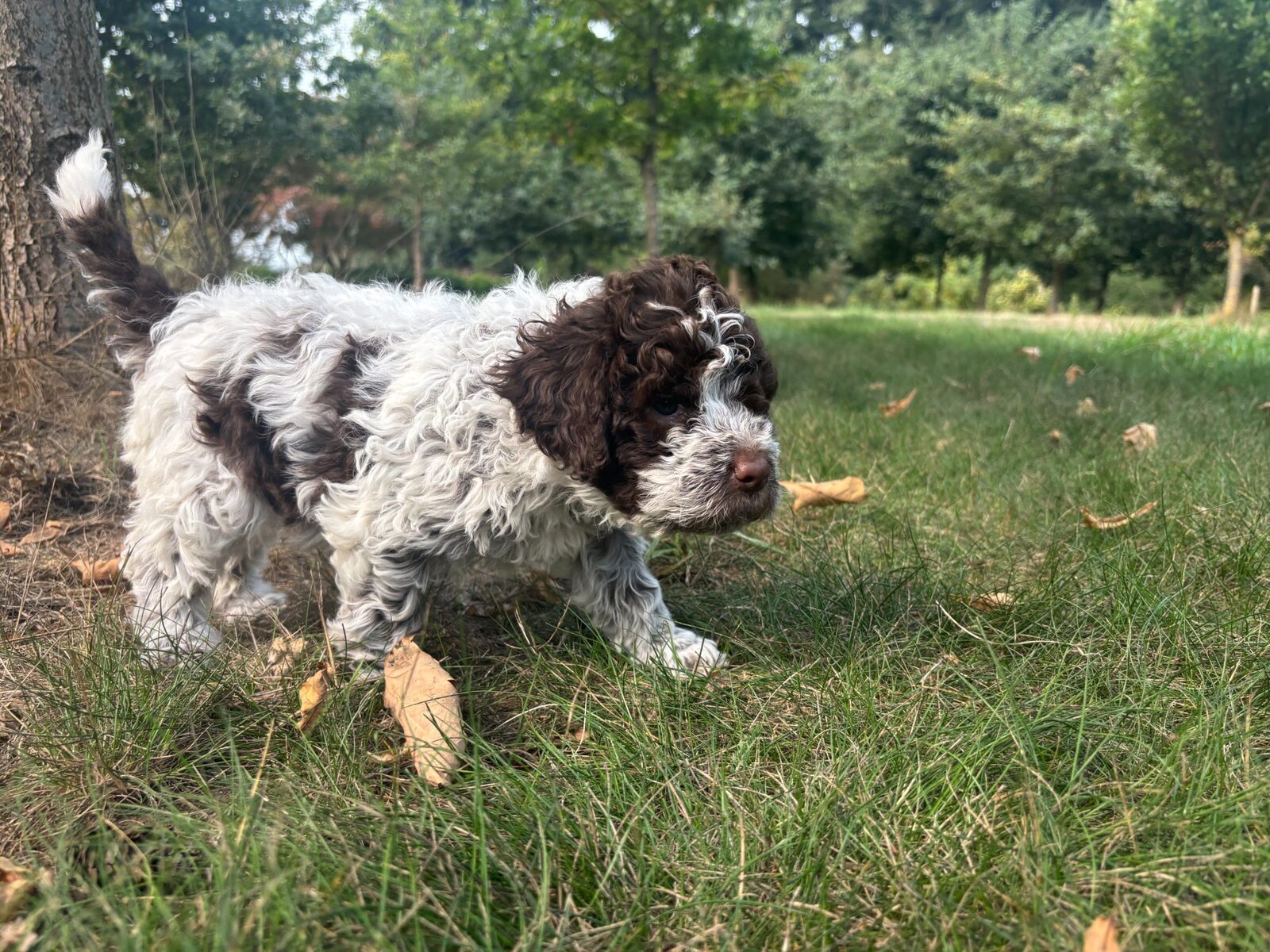 Lagotto Romagnolo puppy on first outdoor exploration at Northwest Lagotto