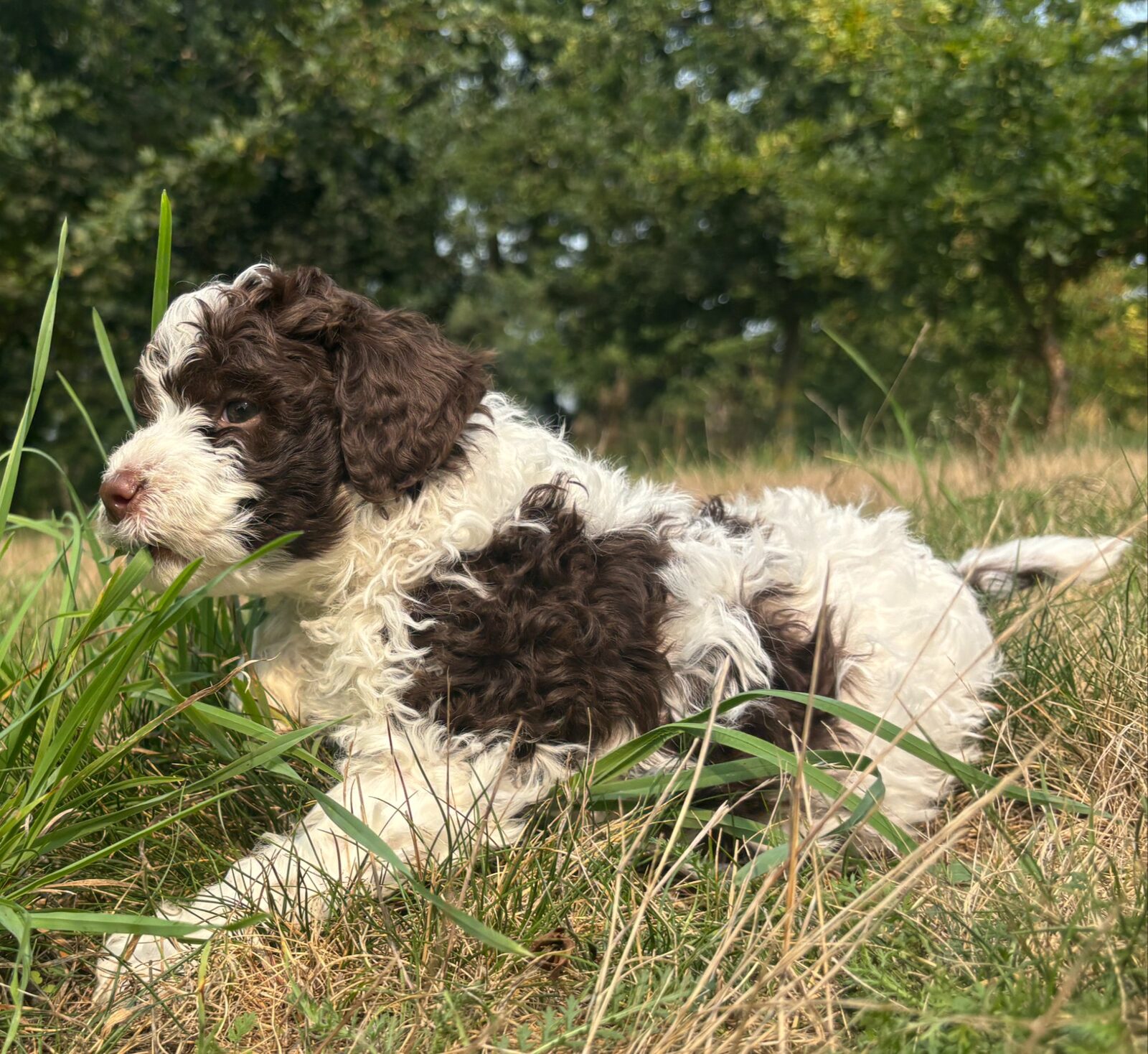 Lagotto Romagnolo puppy coat in transition, Northwest Lagotto