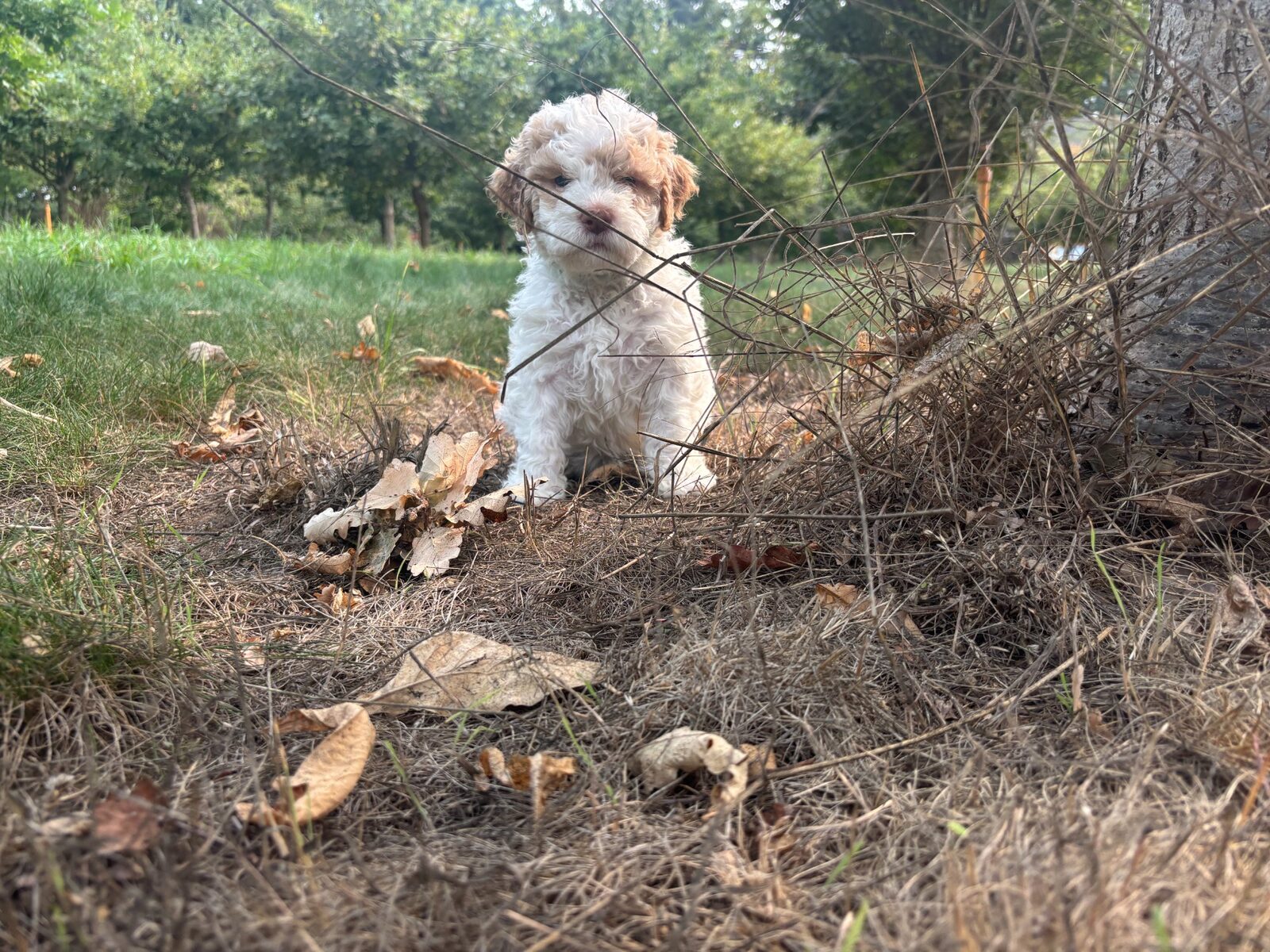 Lagotto Romagnolo puppy exploring outdoors — confident, curious, ready