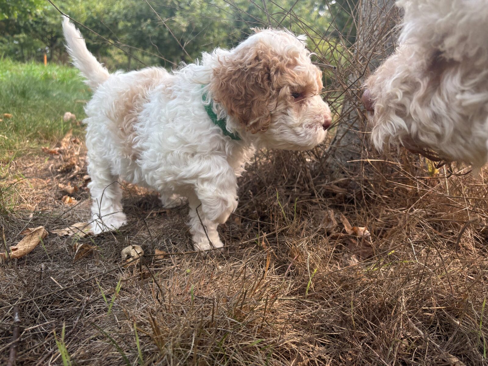 Lagotto Romagnolo puppy meeting an adult dog — socialization at Northwest Lagotto