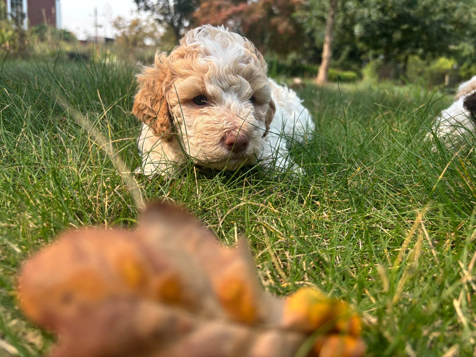 Lagotto Romagnolo — Northwest Lagotto grooming guide
