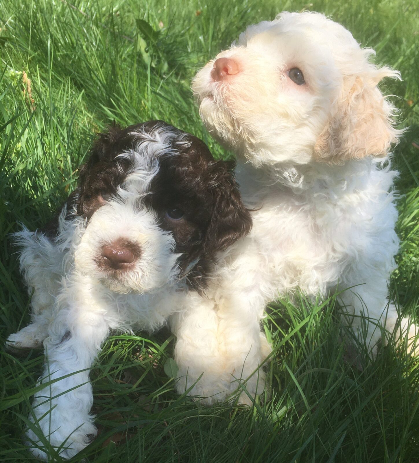 Northwest Lagotto puppies in their first weeks — the bond begins here