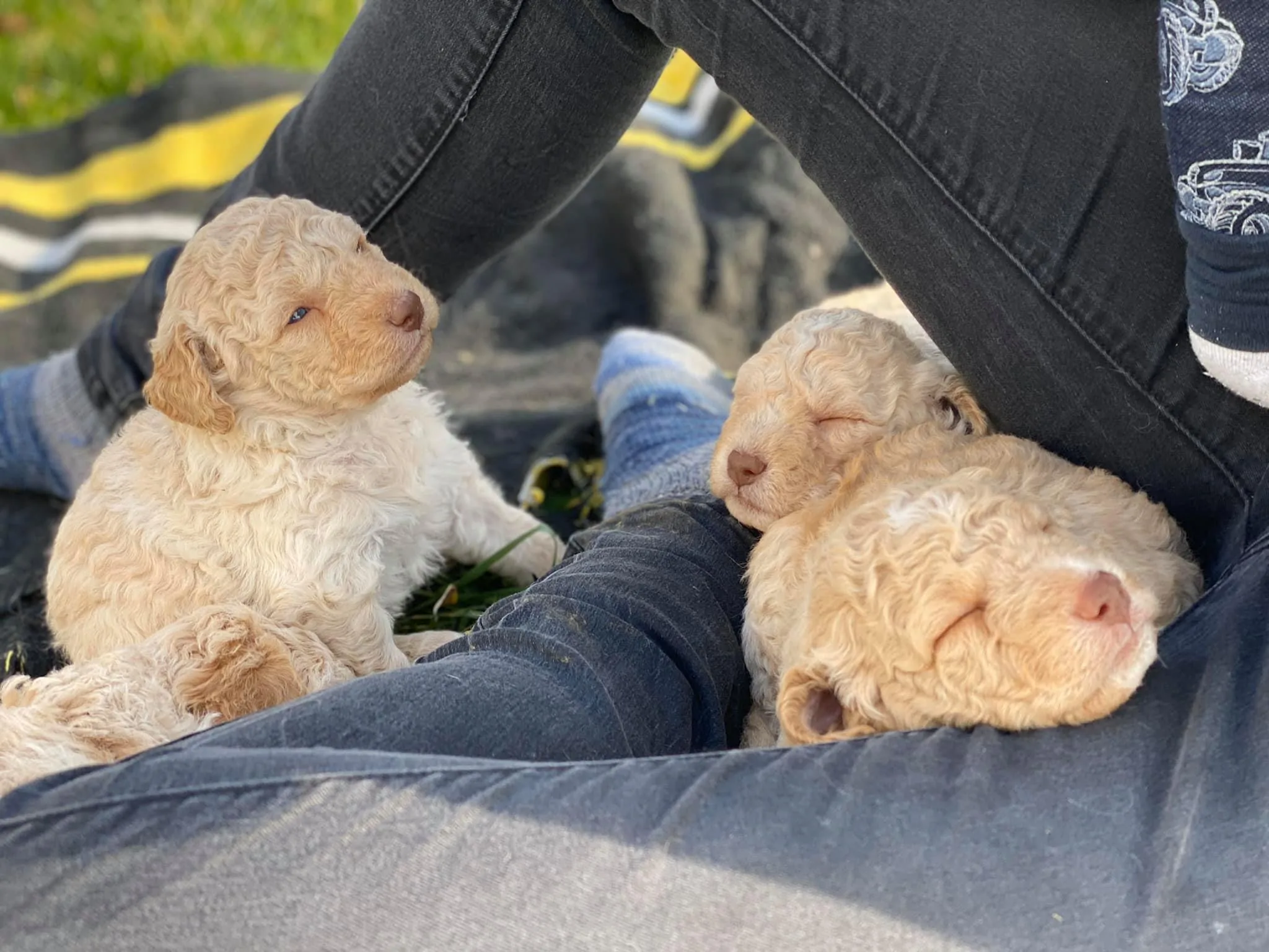 Lagotto Romagnolo puppies snuggled in a family member's lap outdoors