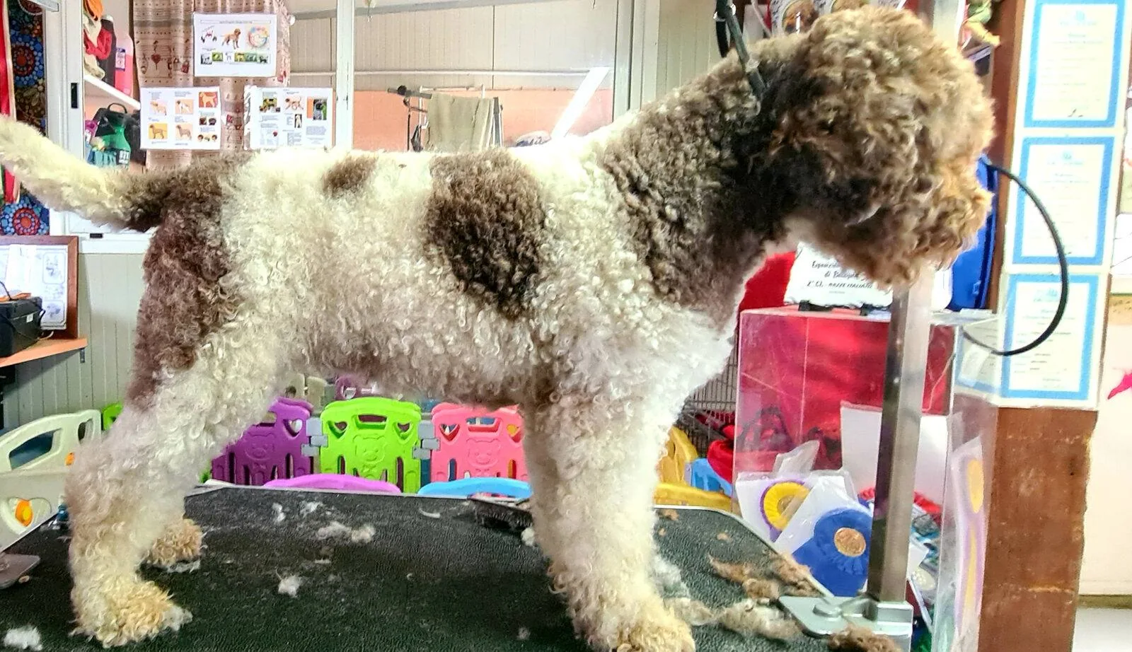 Lagotto Romagnolo coat being trimmed — Northwest Lagotto grooming guide
