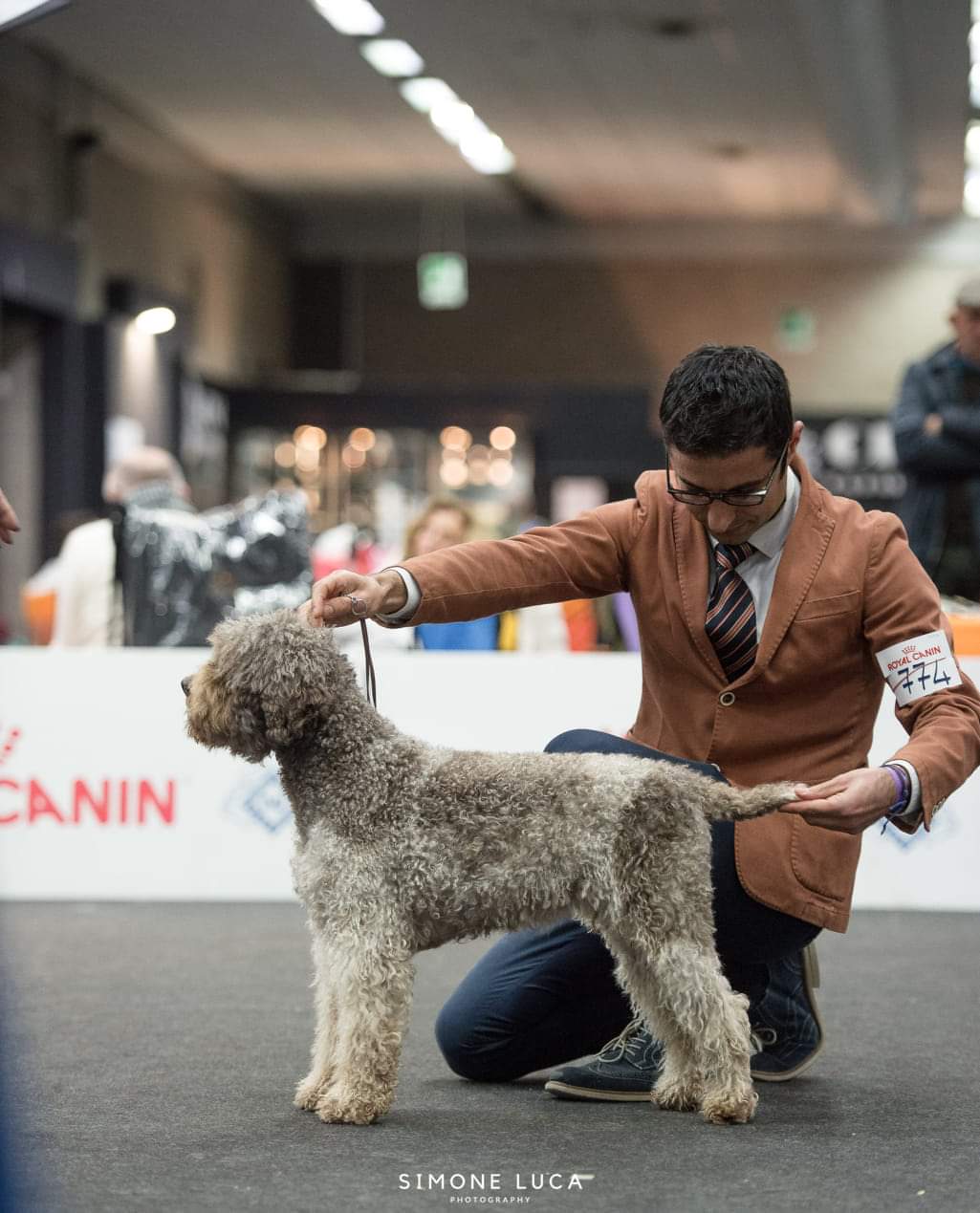 Mocha in the show ring at Arezzo, Italy — Northwest Lagotto