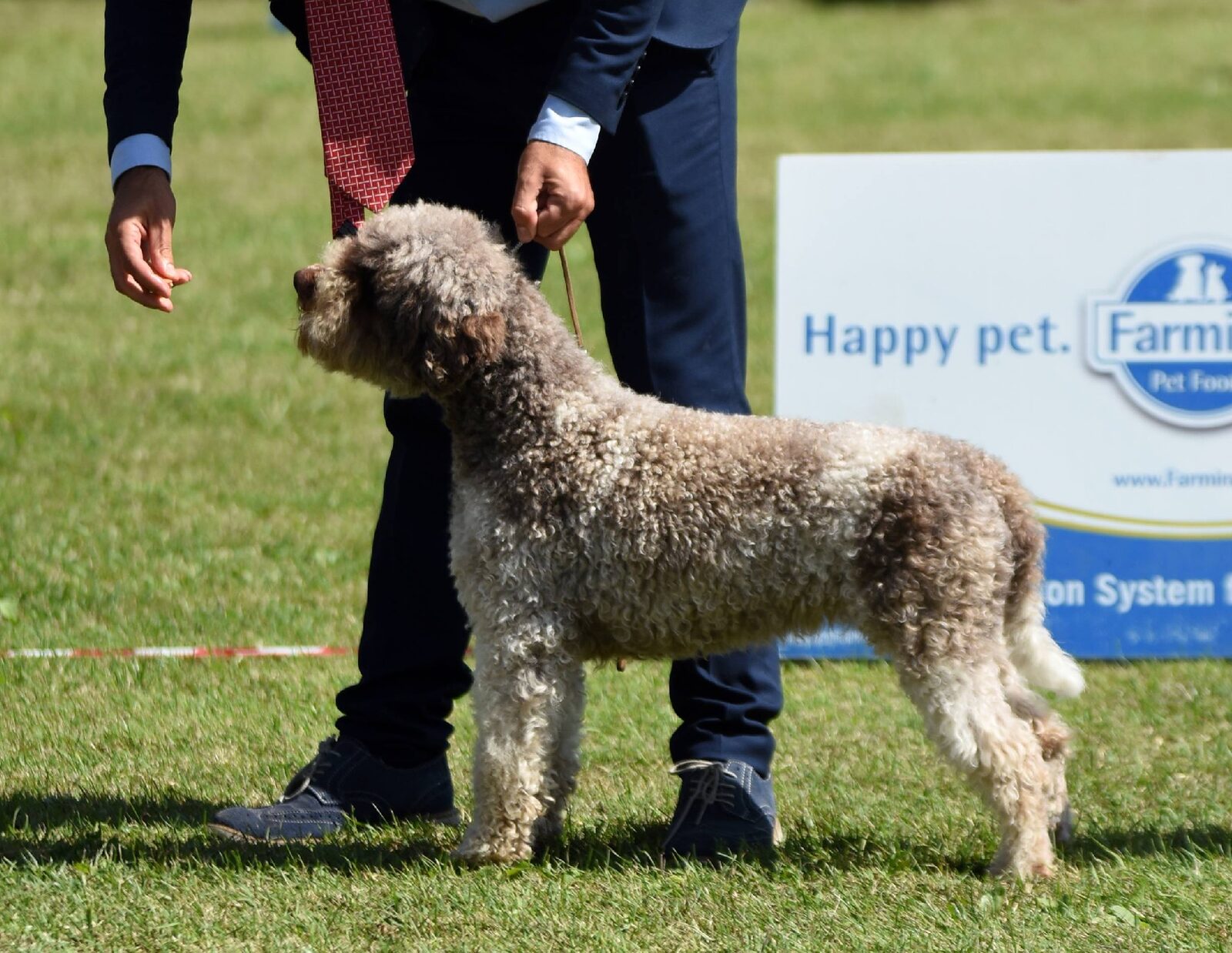 Mocha — CAC and CACIB winner, Lagotto Romagnolo, Northwest Lagotto