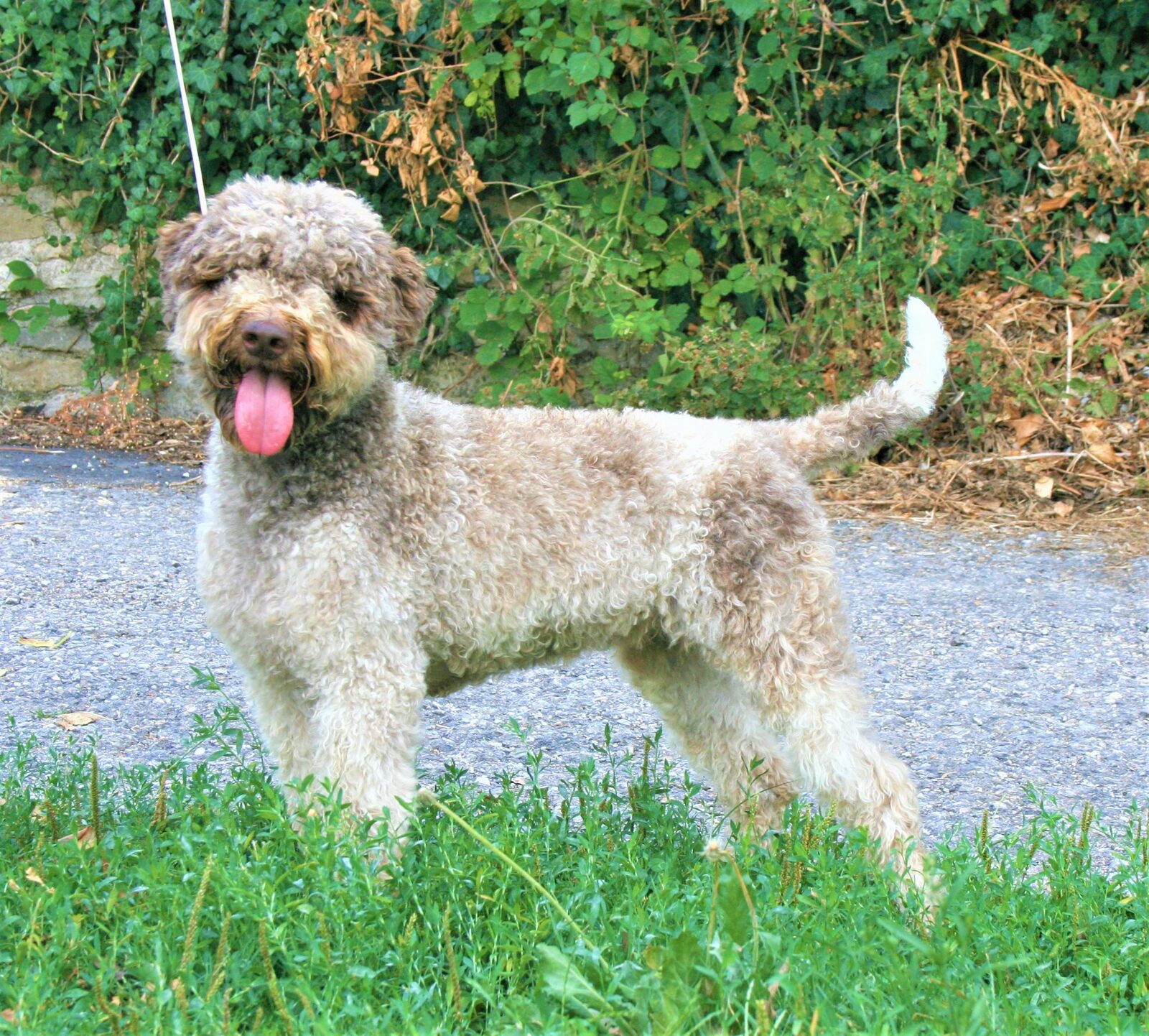 Mocha — Lagotto Romagnolo, Italy
