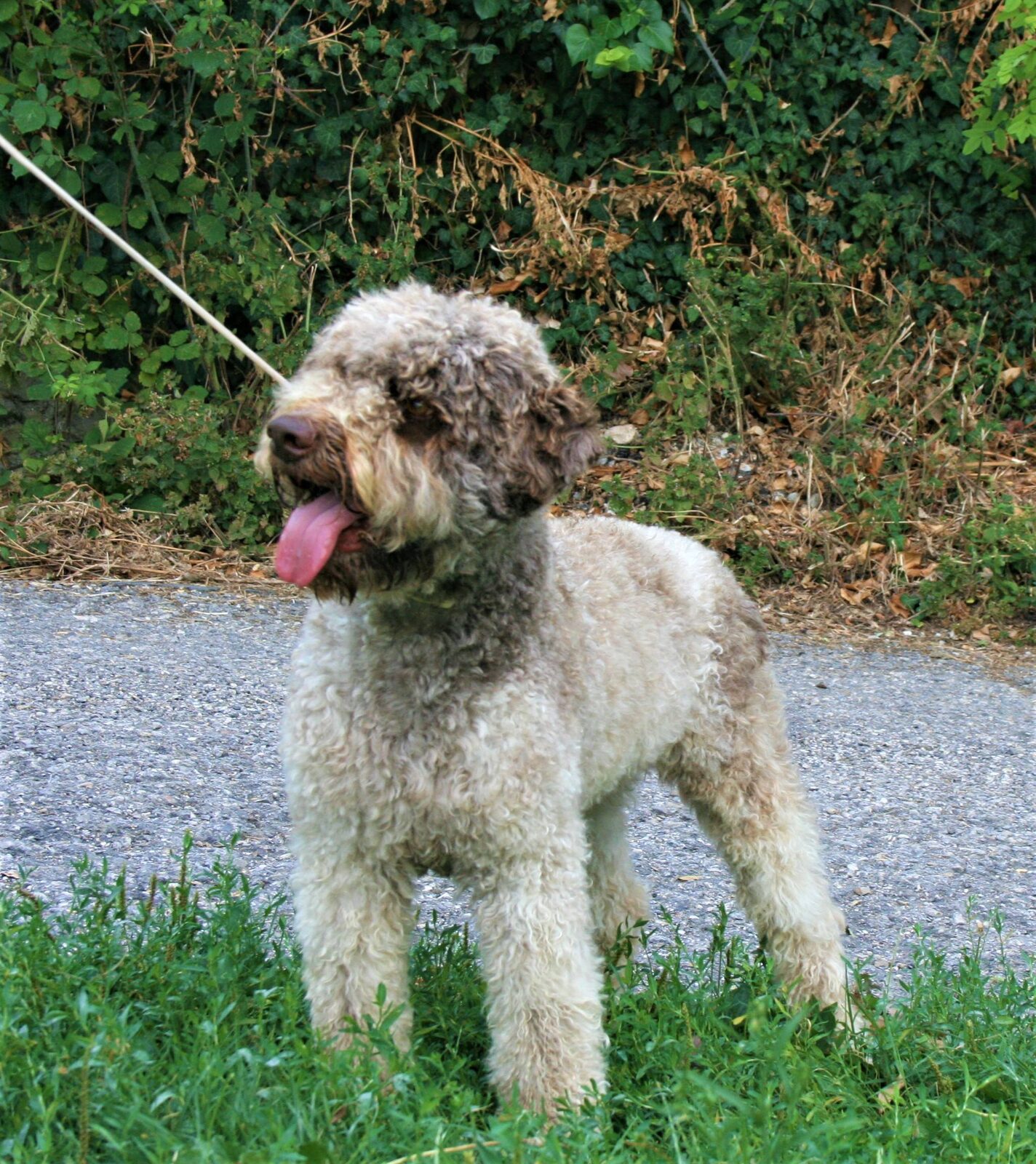 Mocha — Lagotto Romagnolo, Italy