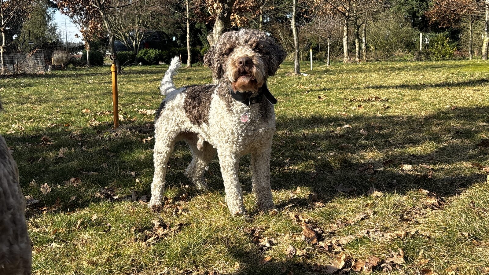 Mousse — Lagotto Romagnolo stud at Northwest Lagotto, Lynden Washington