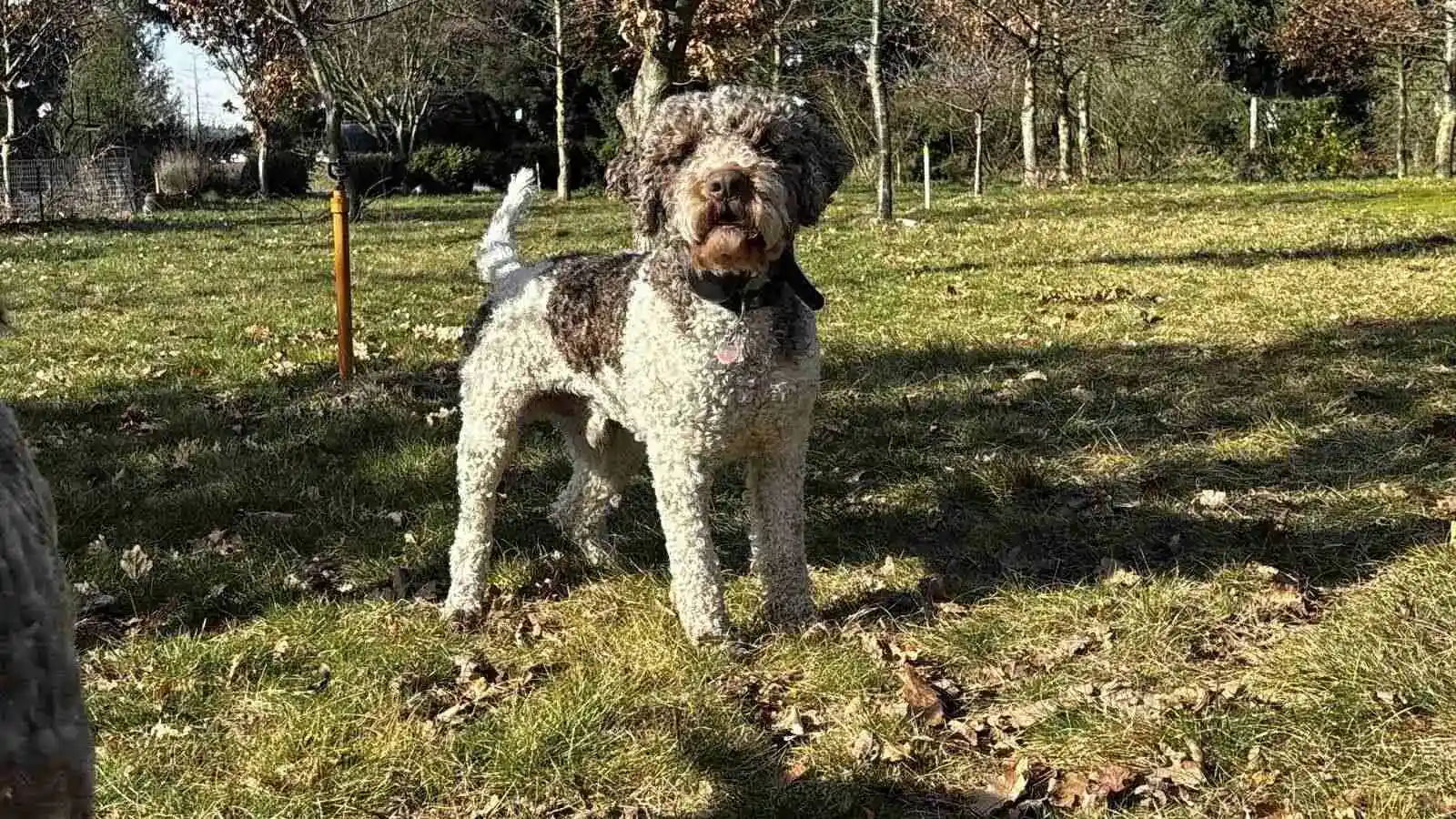 Mousse — Current Stud