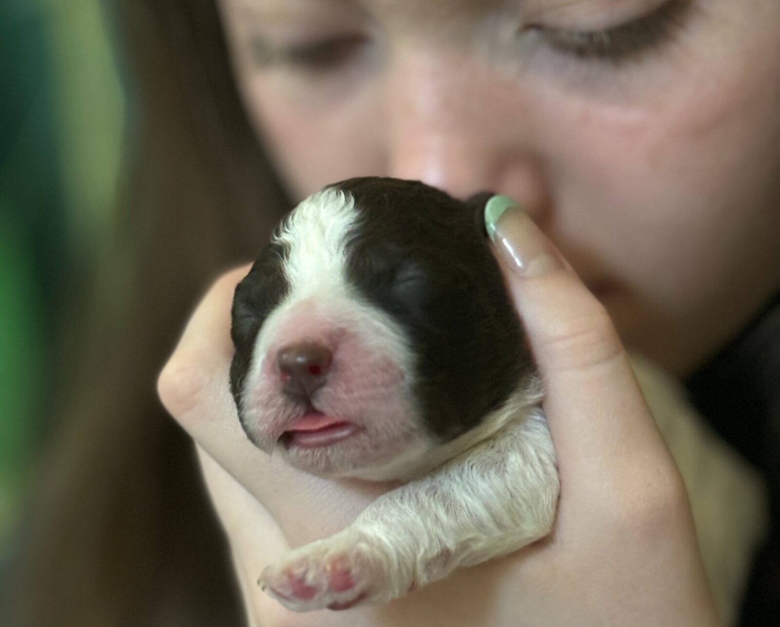 Newborn Lagotto puppy held in gentle hands — the invisible hours