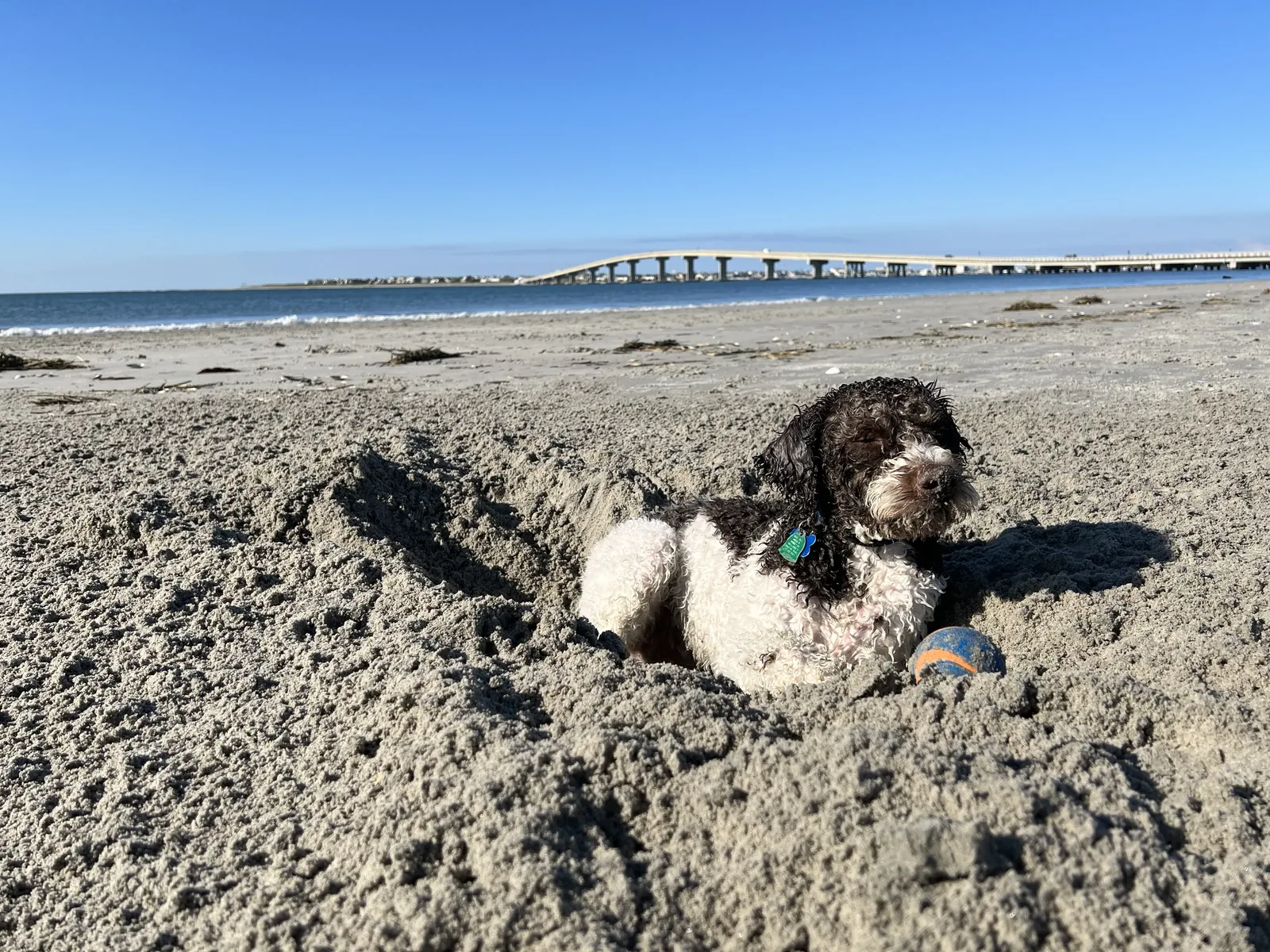 A Lagotto Romagnolo digging happily in the sand at a Pacific Northwest beach