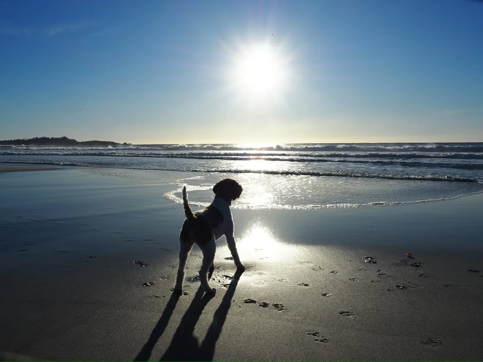 A Lagotto Romagnolo at the edge of the surf on a Pacific Northwest beach, backlit by a low sun over the water