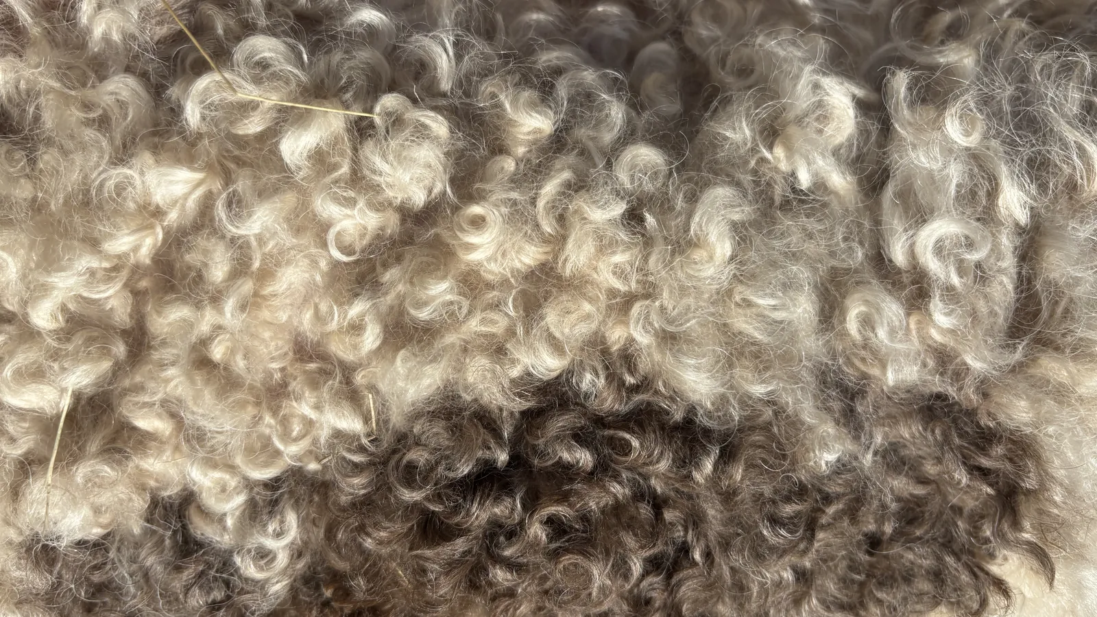 Macro detail of a Lagotto coat where pale and darker curls meet, showing how curl texture reads differently between lighter and darker coat colour