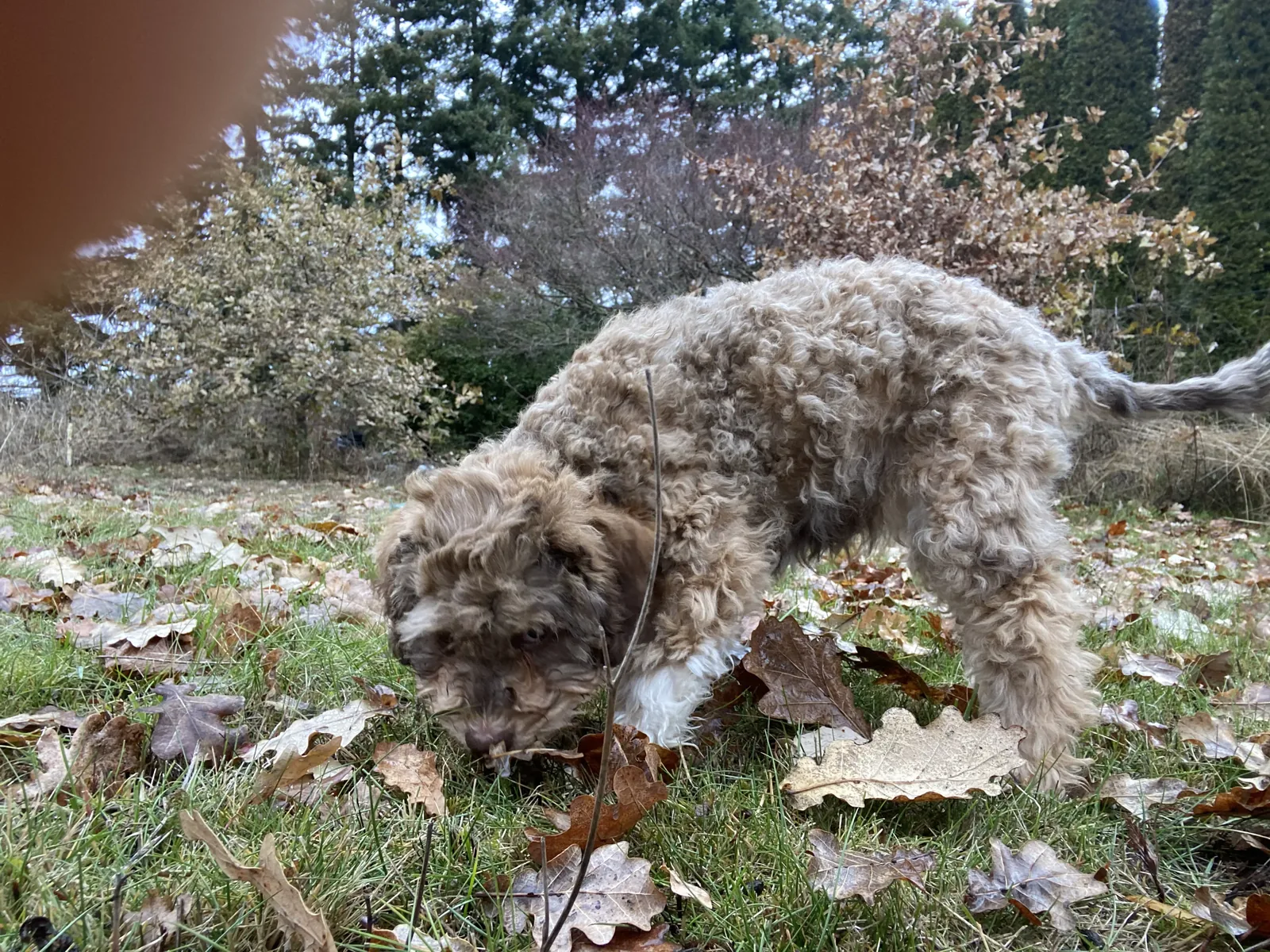A Lagotto Romagnolo working a scent trail nose-down through oak leaves