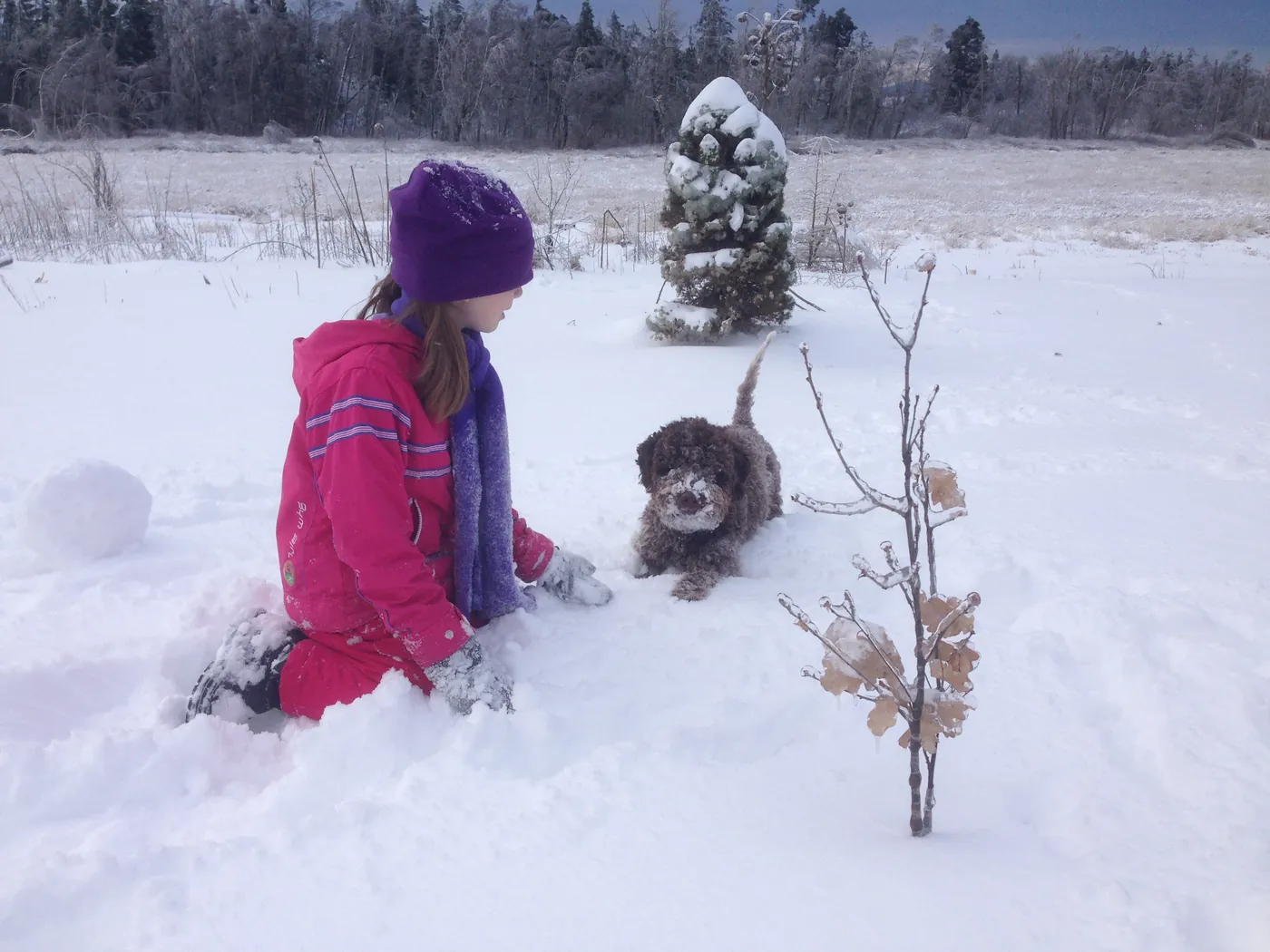 A brown Lagotto Romagnolo playing in fresh snow with a child on a winter day in the Pacific Northwest