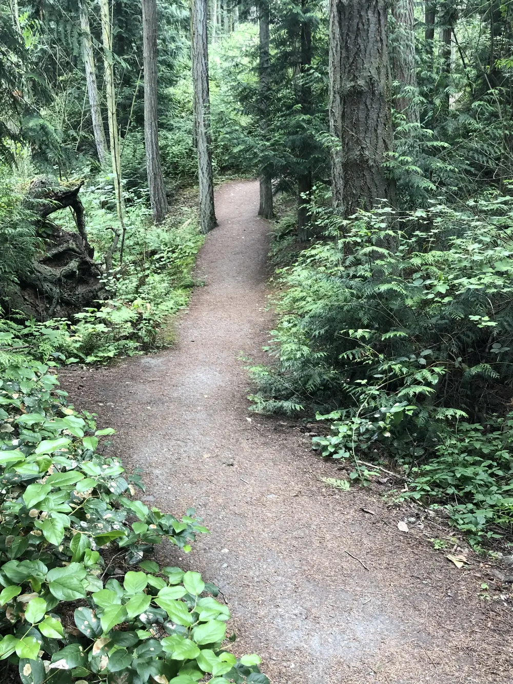 A quiet Douglas fir forest trail in the Pacific Northwest, the kind of native truffle country a short drive from Lynden