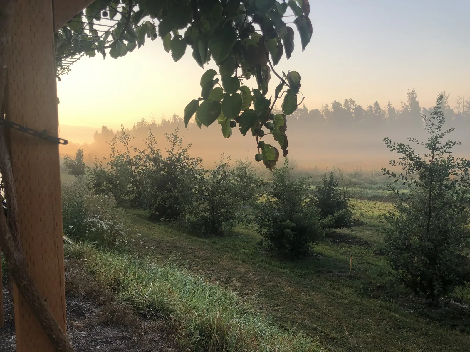 Mist rising over the truffière at sunrise at Northwest Lagotto in the Pacific Northwest