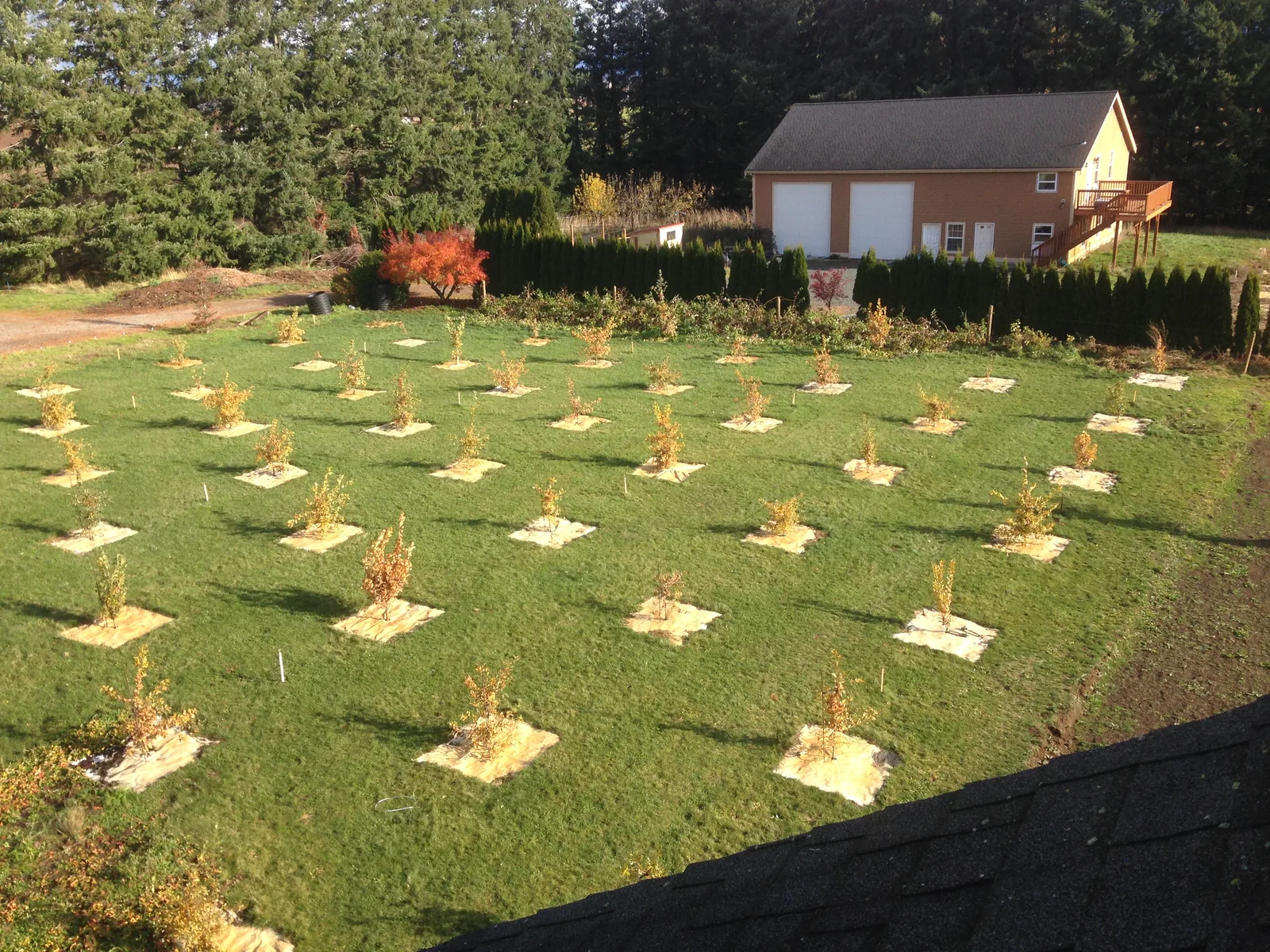 Overview of the truffière at Northwest Lagotto, photographed from the roof of the house