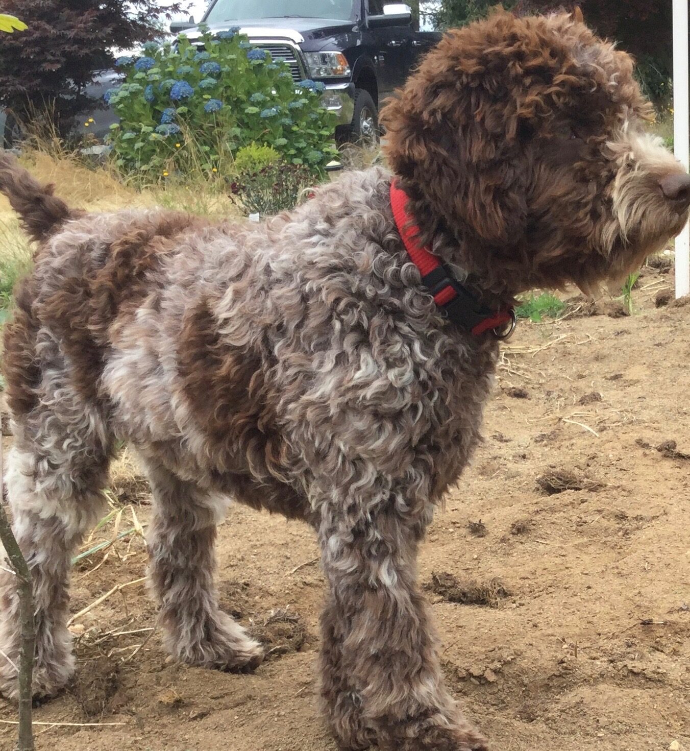 Roman (Regun Noro) — Lagotto Romagnolo stud, brown roan, imported from Italy